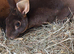 Doe mini Rex
