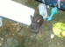 2 female available one brown andonewhite