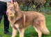 Last girl kcreg reduced further to sell from health tested parents