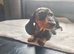 Miniature smoth hair dachshund
