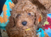 Cavapoo male puppies ready for new homes