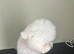 Bichon Frise (only one little girl left)