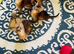 Pedigree abbysianian kittens