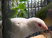 4 Bengali finches 2 are crested and one white with red eye