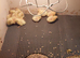 Jumbo quails chick's and white buttons