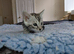 Female silver Bengal