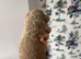 Cavapoo puppies
