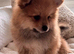 Spitz German