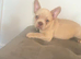 Blue eyed open nose.Elite French bulldog puppies- top pedigree lines