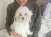 Maltese xxxs
