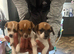 Puppies Ready Now