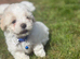 Maltese puppies