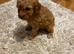 Toy poodle pup