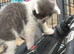 Ragdoll x one solid grey boy and 2 black girls