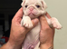 4 Prestige KC registered Pink Pug Puppies