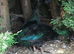 STUNNING BONDED PAIR OF CAYUGA DUCKS