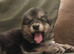 KC Reg, long coated GSD puppies, Leicestershire