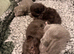 Gorgeous kittens