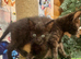 SEMI LONG HAIRED MALE KITTENS