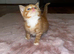 5 beautiful kittens for sale