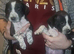 American bully cross dalmation