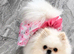 Quality Pomeranian Boys