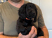 Working Cocker Spaniel Puppies for sale