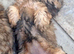 Shih tzu Puppies ready to change home.