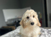 F1b cockapoo boys