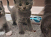 Russian blue x long haired domestic