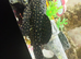 Cactus pleco