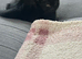 British shorthair x