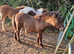 Registered standard shetland colt foal
