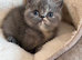 beautiful exotic chunky kittens high quality
