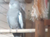 Stunning Baby Lutino And Pied Vockatiels ready Now