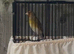2025 goldfinch mule singing all day