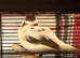 Still Available - blue/white variegated MALE canary FIFE Type Snowfall