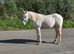 Stunning gold cream champagne yearling filly