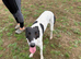 Lurcher for sale