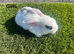 Mini Lop Kits