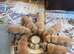 Superb KC Reg Labrador Puppies