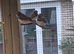 Zebra Finches