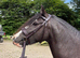 Stunning part bred Welsh cob 3yo filly