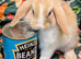 5 Mini Lop/Mini Rex bunnies for reserve! Ready Sunday 4th October