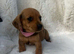 Beautiful Half breads dachshund Half Jack Russell