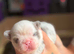 Fluffy French bulldog