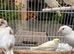 Quality Young Canaries for Sale – Proven Breeding Strain