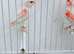 PROVEN PAIR OF PURE RED MOSAIC