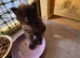 Maine Coon Kittens