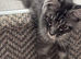 Gorgeous Maine Coon males with GCCF pedigree for sale